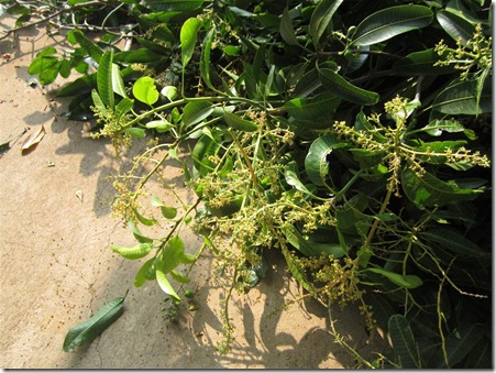 pertamax7.wordpress.com 002 (Medium)