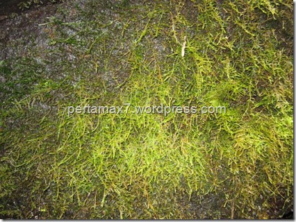 pertamax7.wordpress.com 058 (Medium) (Small)