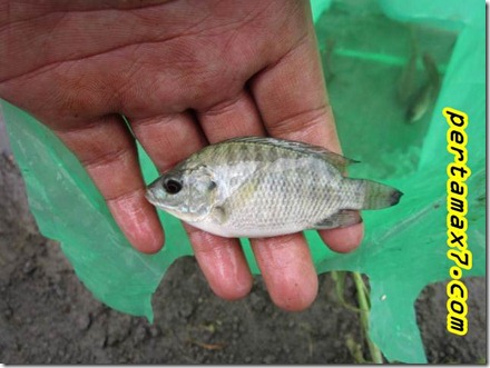 pertamax7.wordpress.com 008 (Small)