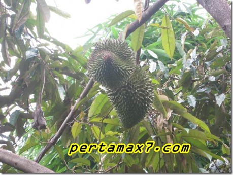 pertamax7.com 013 (Small)