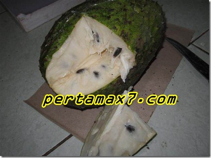 pertamax7.com 087 (Small)