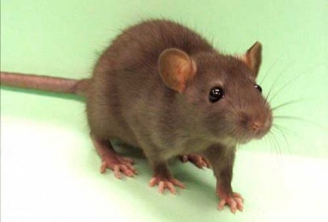 tikus.jpg