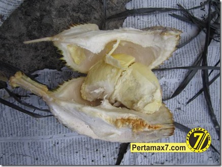 pesta durian pertamax7.com 034 (Small)