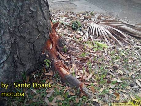 EVelg depan Suzuki Inazuma ini ambyar setelah tabrak akar pohon 4