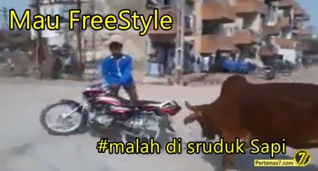 Freestyle motor malah di seruduk Sapi