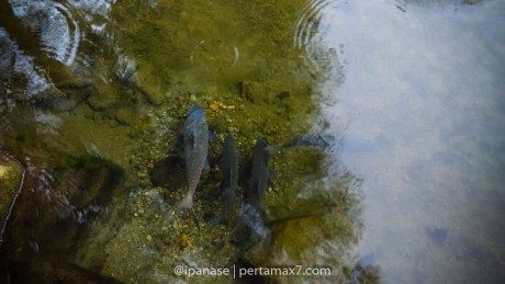 Syukuran Plus Touring Santai YROC TA bareng R15 Blitar ke rambut Monte Mlingi Blitar_-16