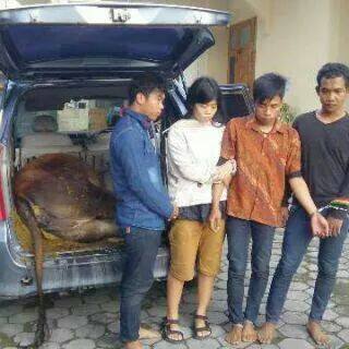 maling sapi pakai mobil daihatsu xenia