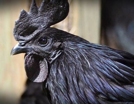 Ayam Cemani Indonesia 000 Pertamax7.com
