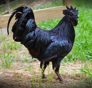 Ayam Cemani Indonesia 001&nbsp;Pertamax7.com
