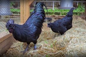 Ayam Cemani Indonesia 002&nbsp;Pertamax7.com