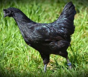 Ayam Cemani Indonesia 003&nbsp;Pertamax7.com