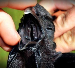 Ayam Cemani Indonesia 005&nbsp;Pertamax7.com