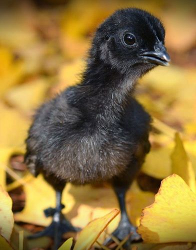 Ayam Cemani Indonesia 006 Pertamax7.com