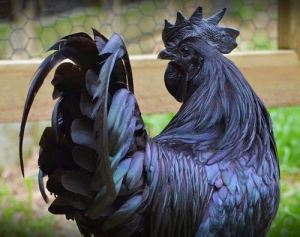 Ayam Cemani Indonesia 007&nbsp;Pertamax7.com