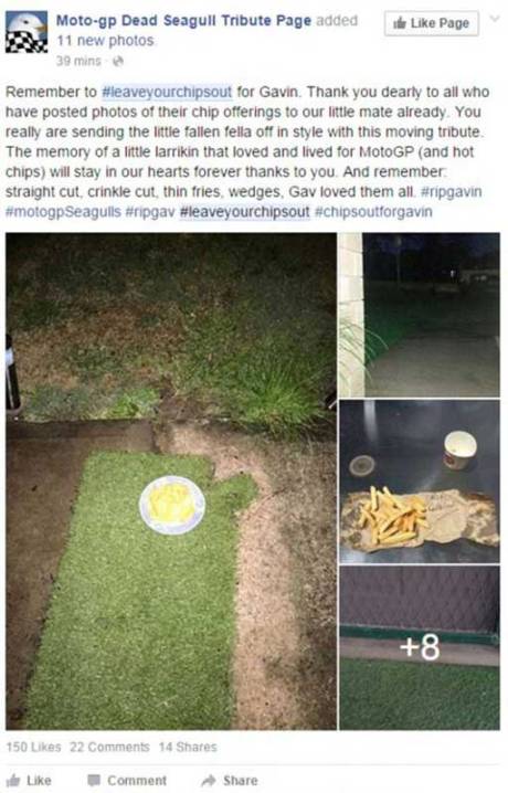 Kematian-Gavin-si-Burung-camar-Akibat-Tabrak-Iannone-Motogp-Bikin-Sedih-Warga-Australia-pertamax7.com-2