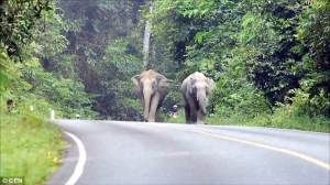 Terganggu Suara Knalpot, Kawanan gajah ini Keroyok Pengendara Yamaha Jupiter MX KING 150 00&nbsp;pertamax7.com