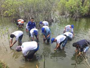 liputan Penanaman 100 bibit mangrove di kawasan mangrove Bulaksetra Pangandaran (2)&nbsp;pertamax7.com