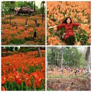 Miris,-Taman-Bunga-Amarillys-yang-indah-di-Pathuk-Gunung-Kidul-Itu-Rusak-DI-Injak-Alay-er-02-Pertamax7.com-1