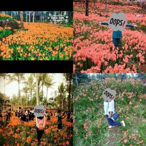 Miris,-Taman-Bunga-Amarillys-yang-indah-di-Pathuk-Gunung-Kidul-Itu-Rusak-DI-Injak-Alay-er-02-Pertamax7.com-2