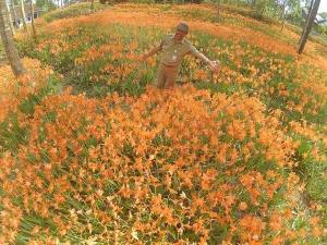 Miris, Taman Bunga Amarillys yang indah di Pathuk Gunung Kidul Itu Rusak DI Injak Alay-er 02&nbsp;Pertamax7.com