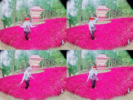 Baru Saja Di Resmikan Gubernur Jawa Tengah, Taman Bunga Kebun Raya Baturraden Di Injak-Injak Pasukan Selfie 03 Pertamax7.com