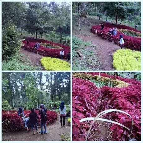 Baru Saja Di Resmikan Gubernur Jawa Tengah, Taman Bunga Kebun Raya Baturraden Di Injak-Injak Pasukan Selfie 06 Pertamax7.com