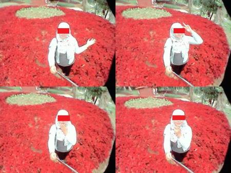 Baru Saja Di Resmikan Gubernur Jawa Tengah, Taman Bunga Kebun Raya Baturraden Di Injak-Injak Pasukan Selfie 07 Pertamax7.com